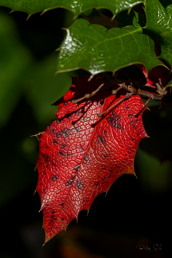 Herbstvorbote ?