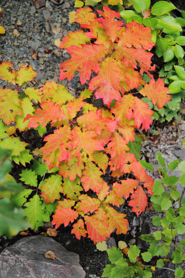 Herbstvorbote