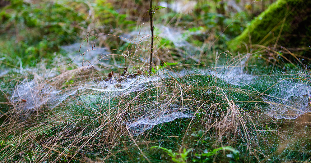 Herbstvorboten