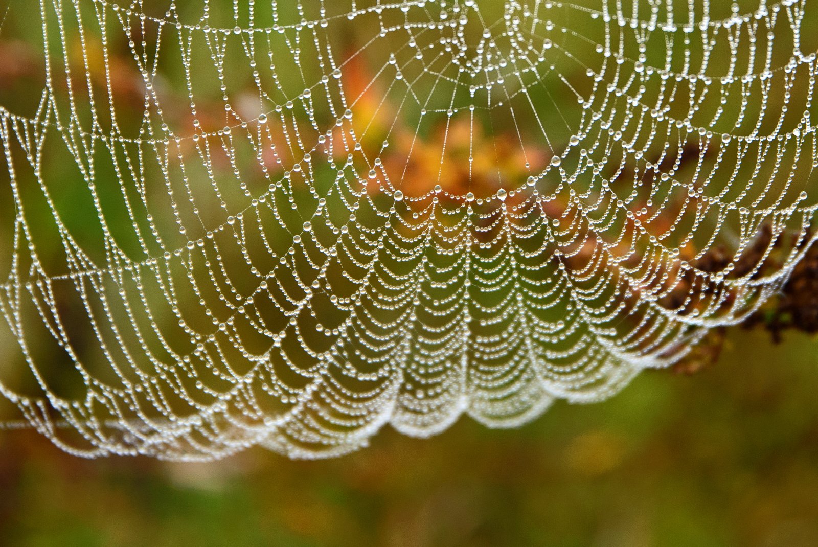 Herbstvorhang