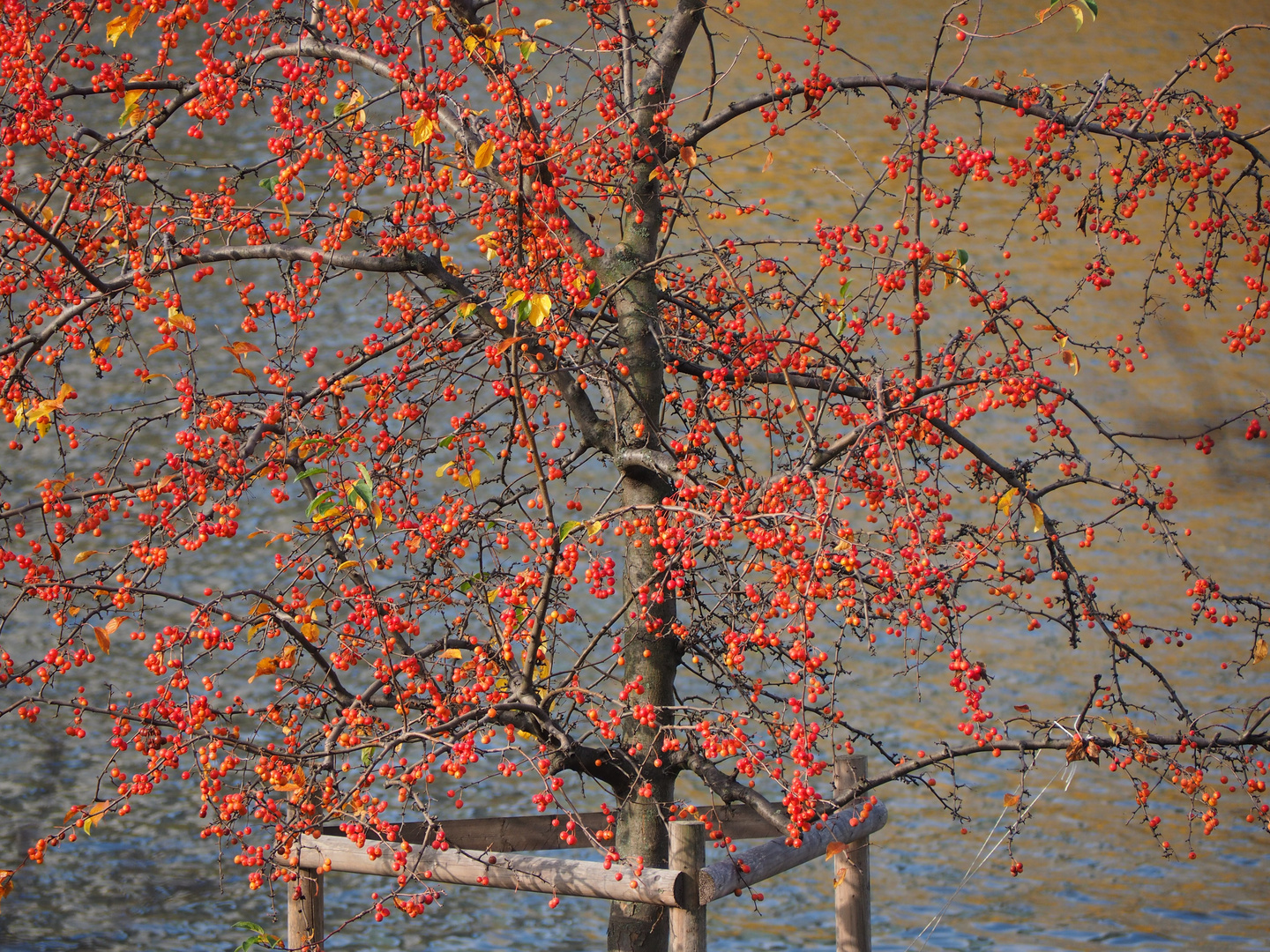 Herbstwärme 1