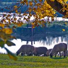 Herbstwärts