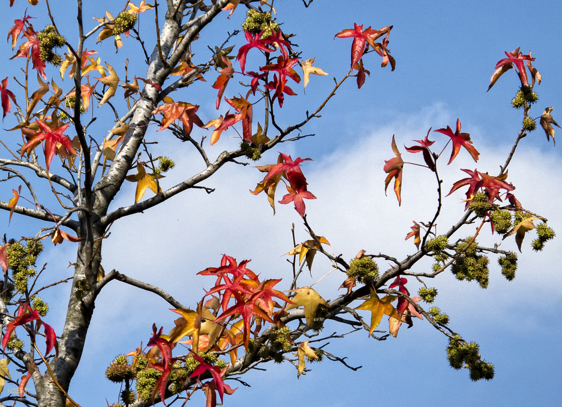 Herbstwärts