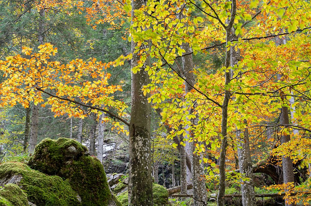 Herbstwal