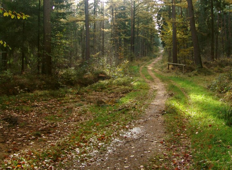 *Herbstwald*