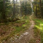 *Herbstwald*