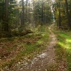 *Herbstwald*