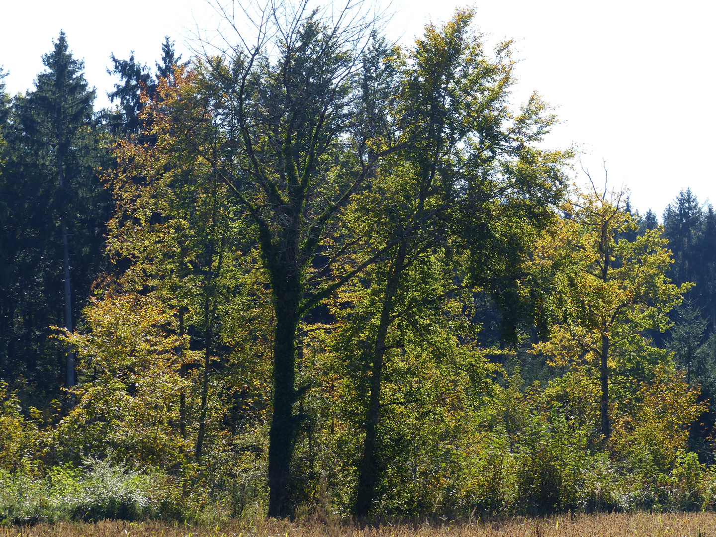 Herbstwald