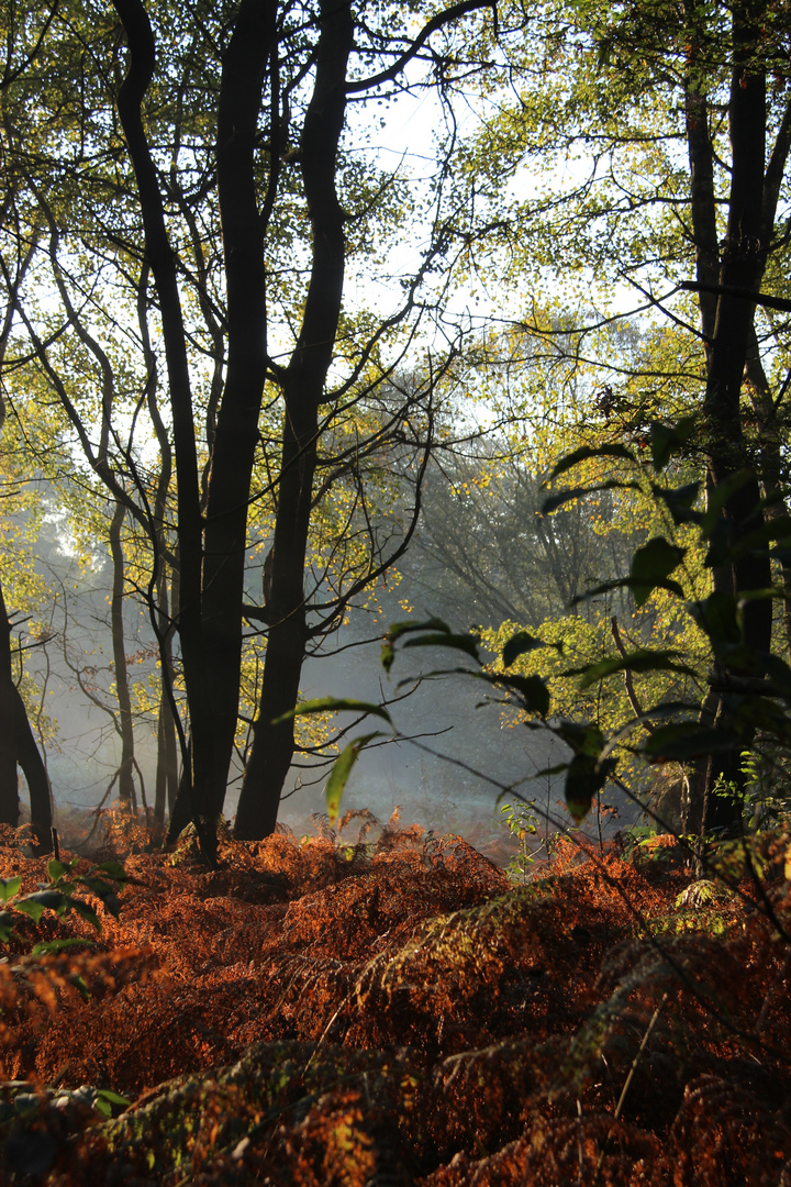 Herbstwald