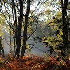 Herbstwald