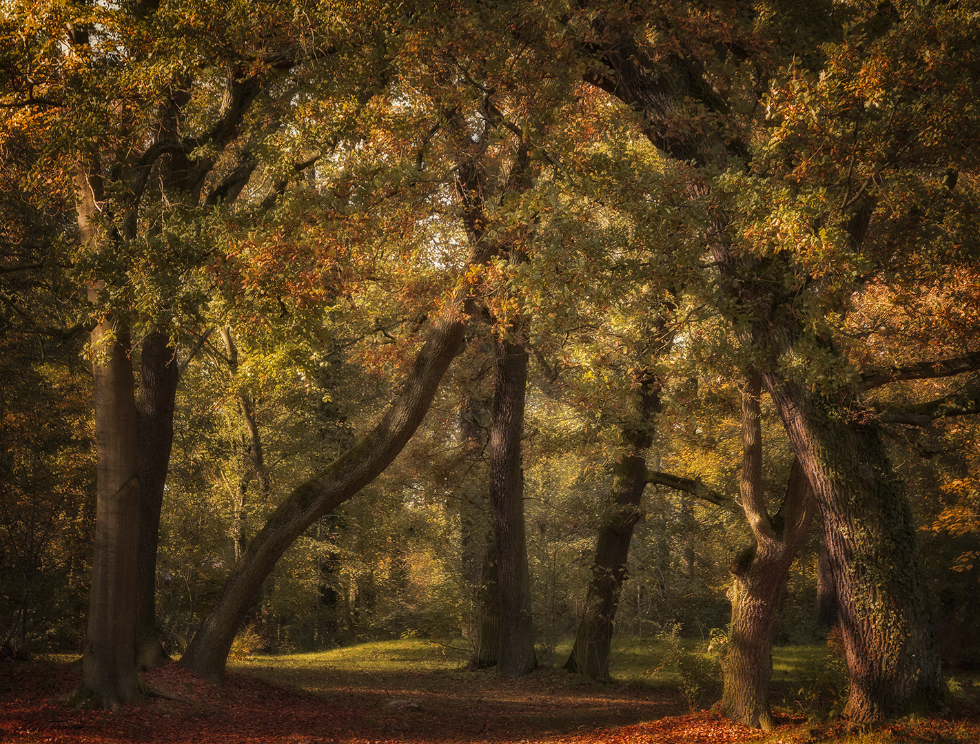 Herbstwald