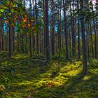 Herbstwald