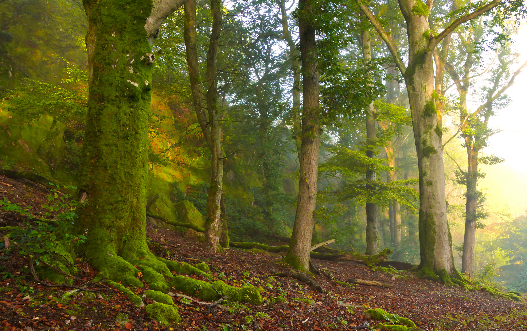 Herbstwald