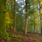 Herbstwald