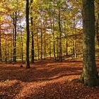 Herbstwald 02