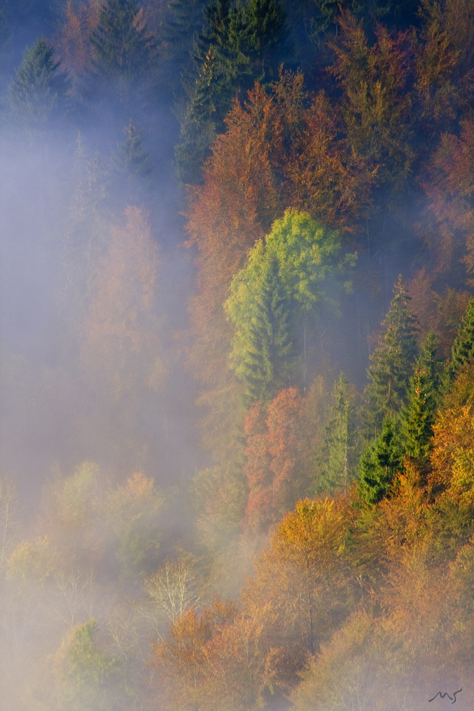 Herbstwald