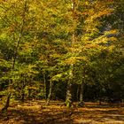 Herbstwald 03