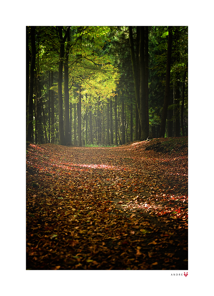 HERBSTWALD