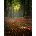 HERBSTWALD