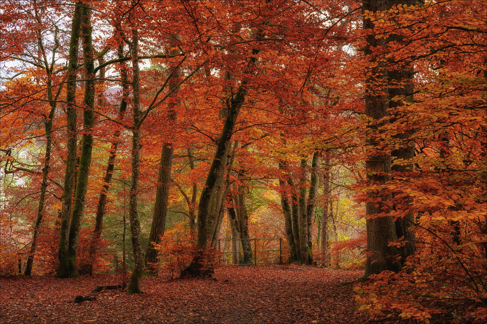 Herbstwald