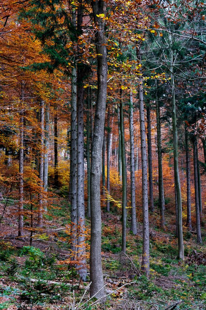 Herbstwald