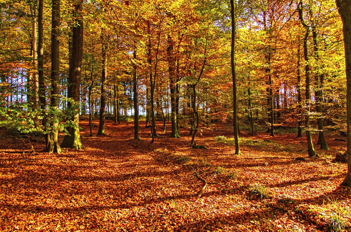 Herbstwald Foto Bild World Oktober Wald Bilder Auf Fotocommunity