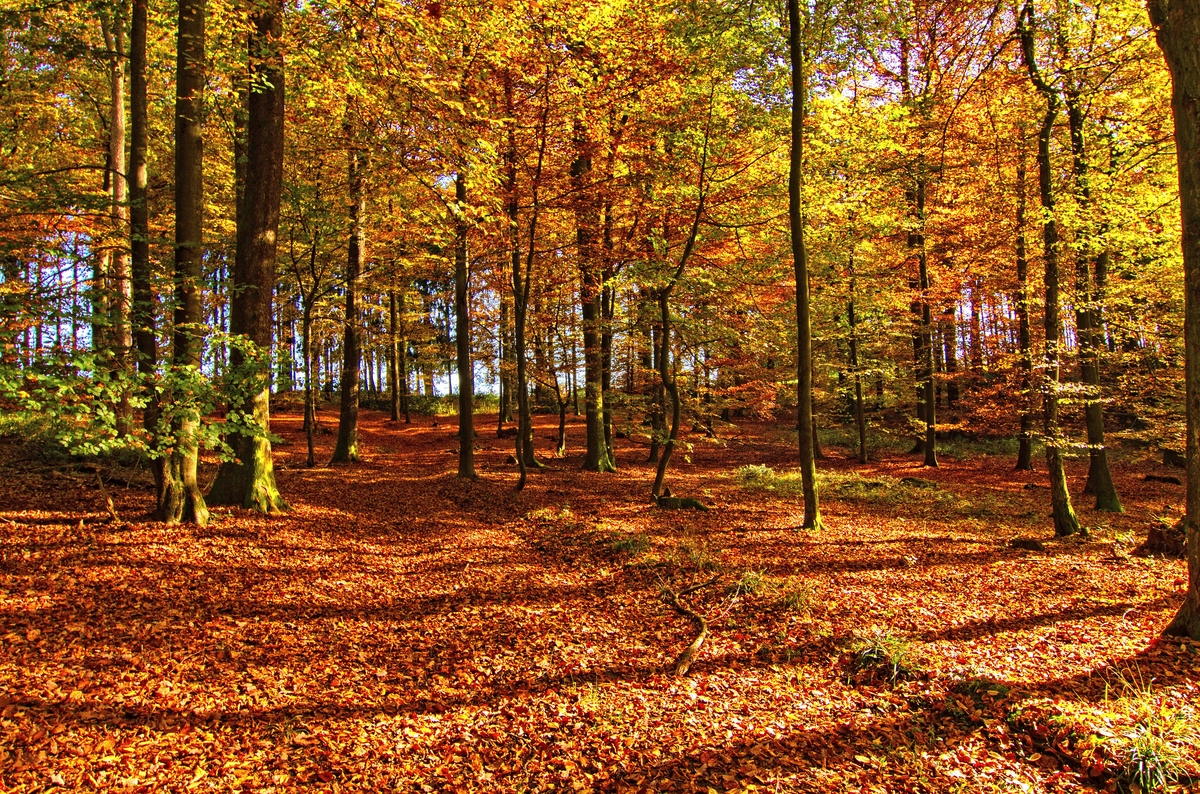 Herbstwald 