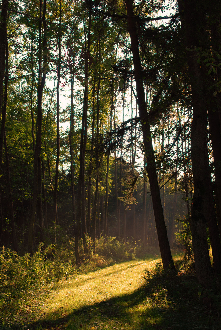 Herbstwald