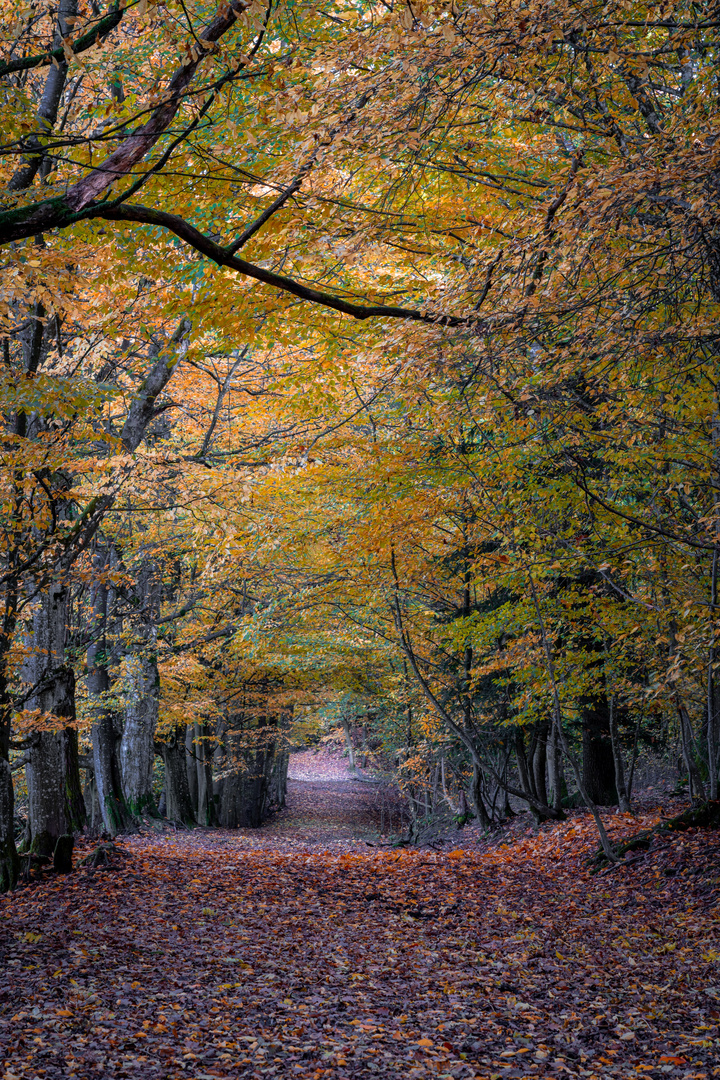 Herbstwald