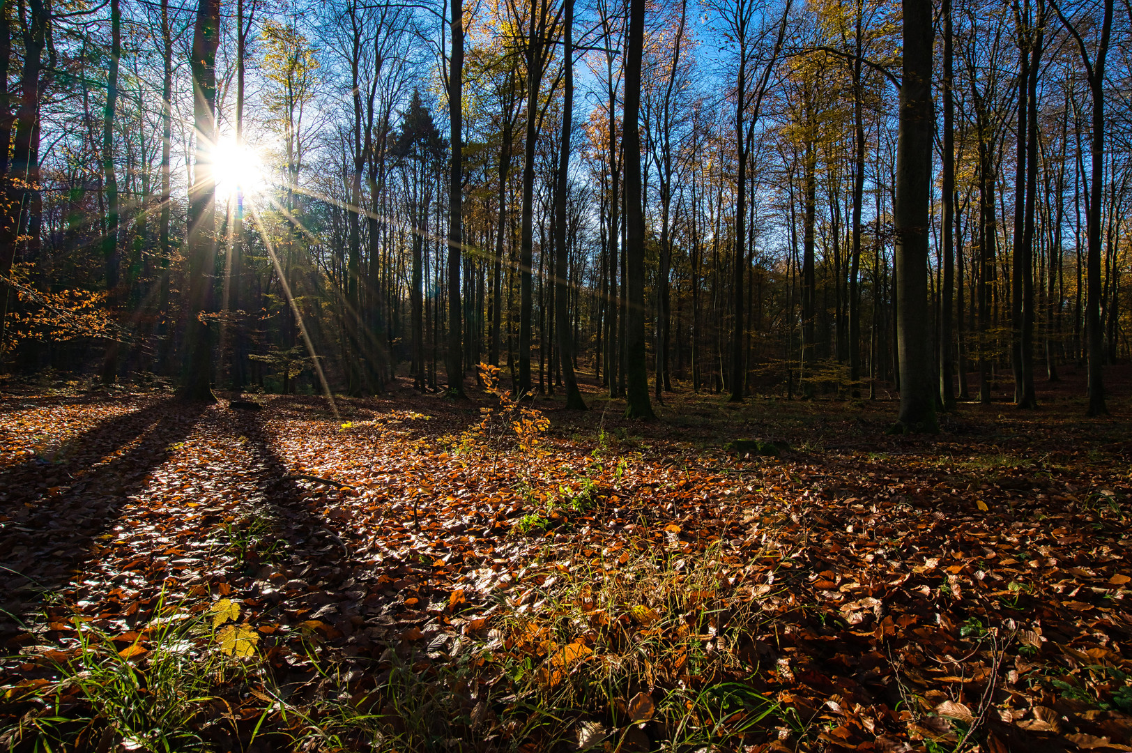 Herbstwald