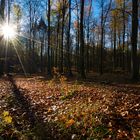 Herbstwald