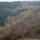 Herbstwald