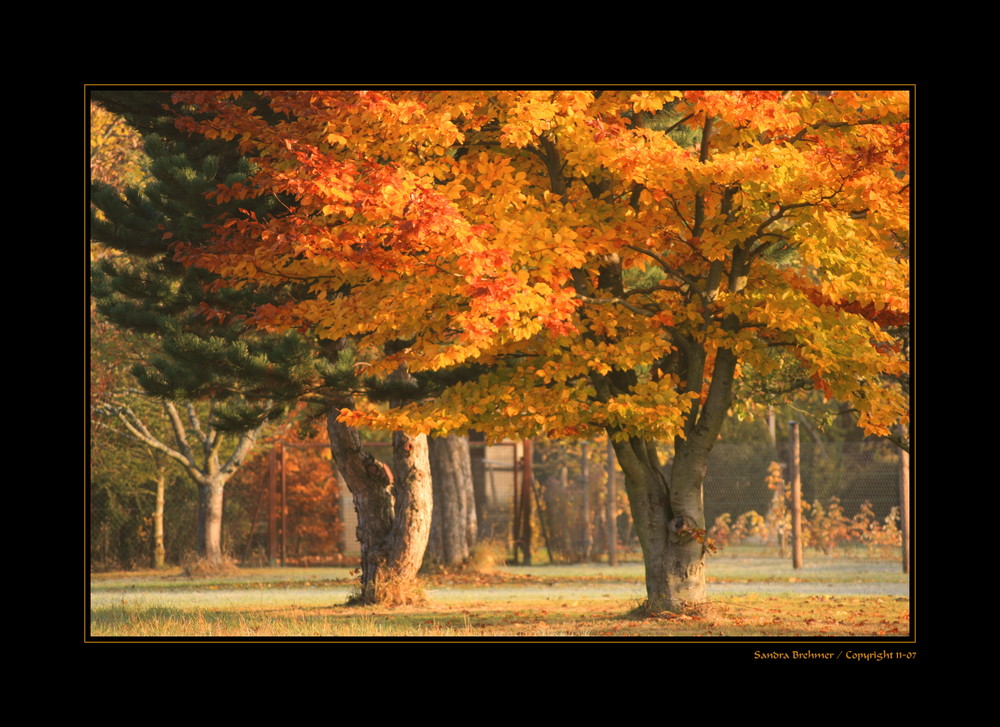 Herbstwald