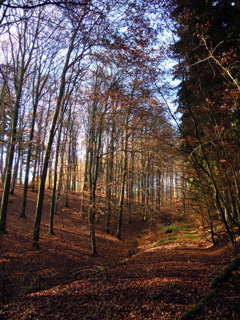 Herbstwald