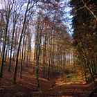 Herbstwald