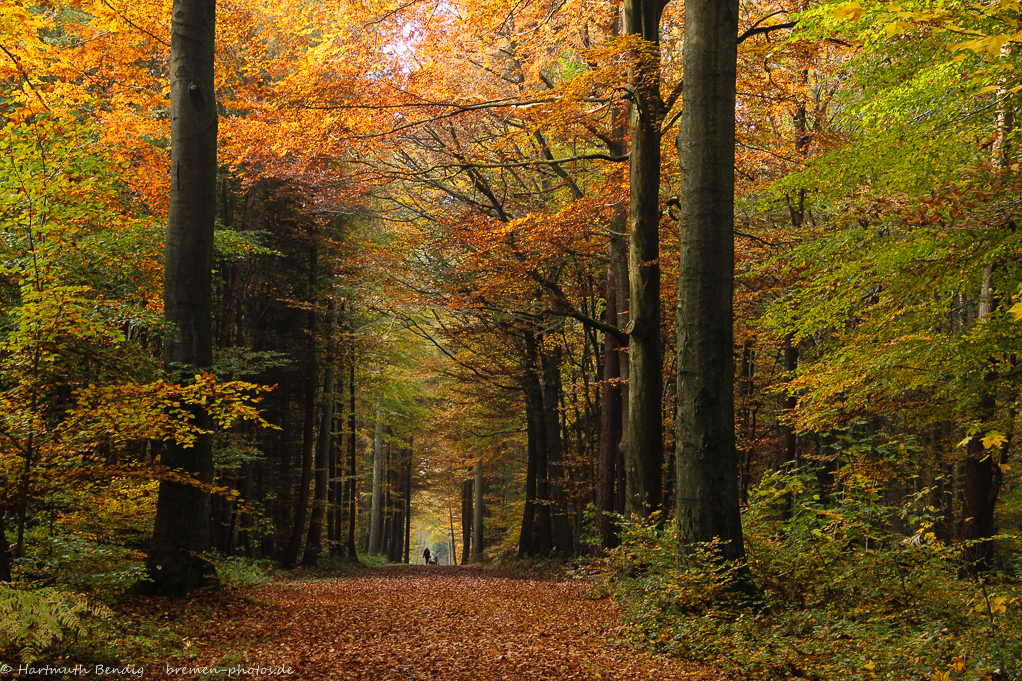 Herbstwald