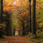 Herbstwald