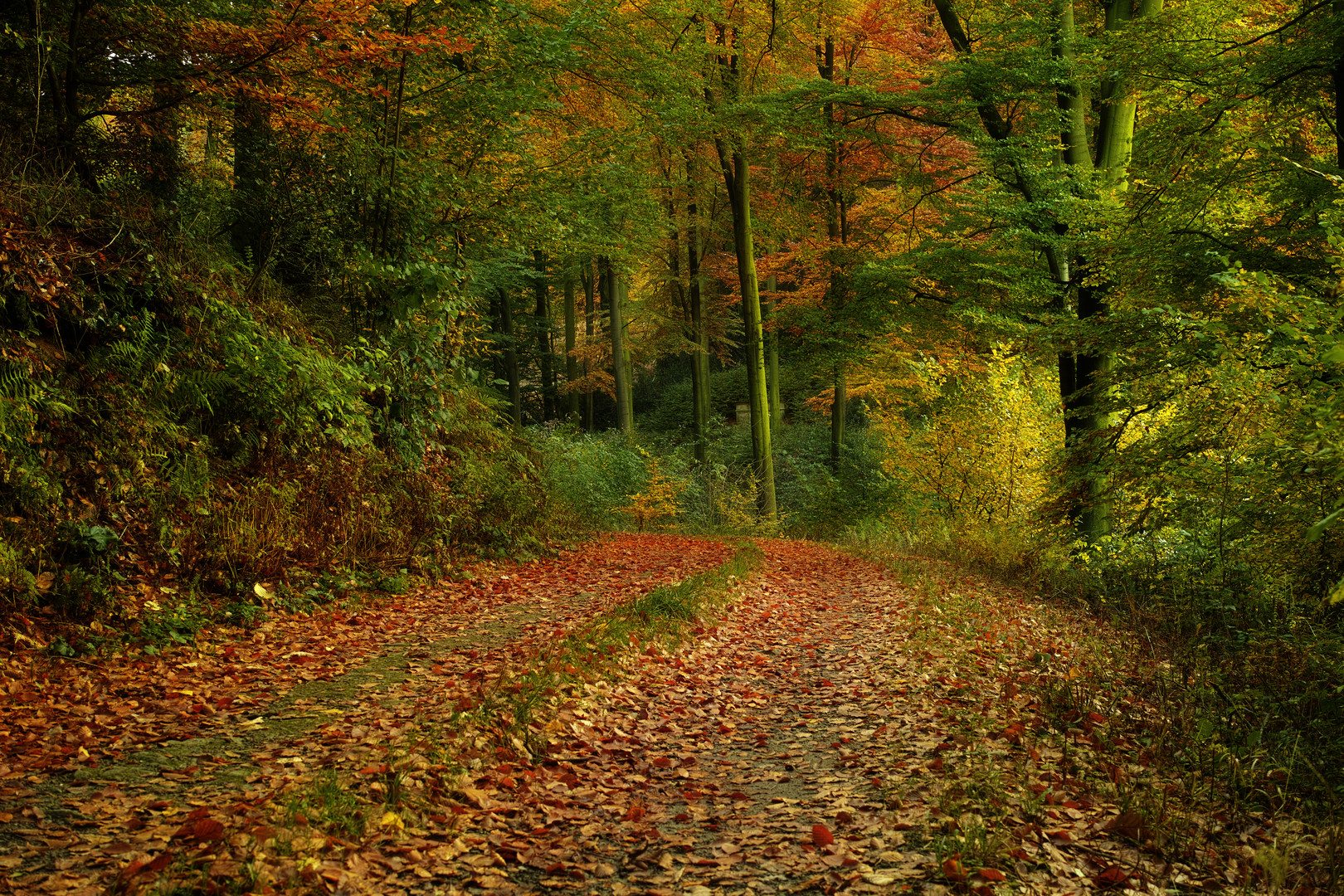 Herbstwald