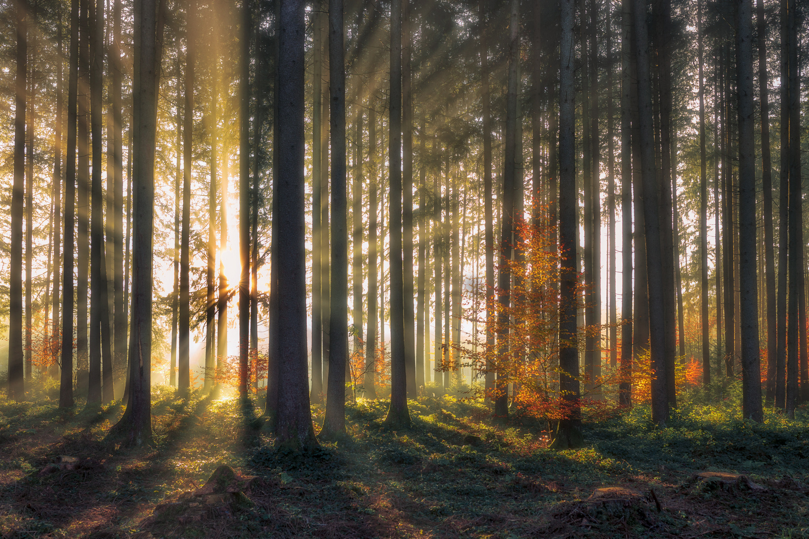 Herbstwald.