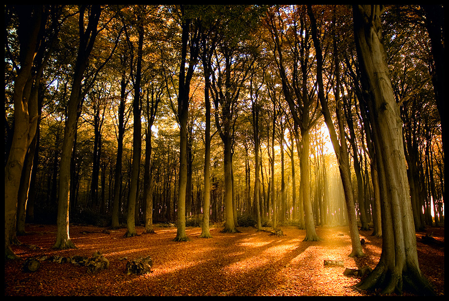 Herbstwald