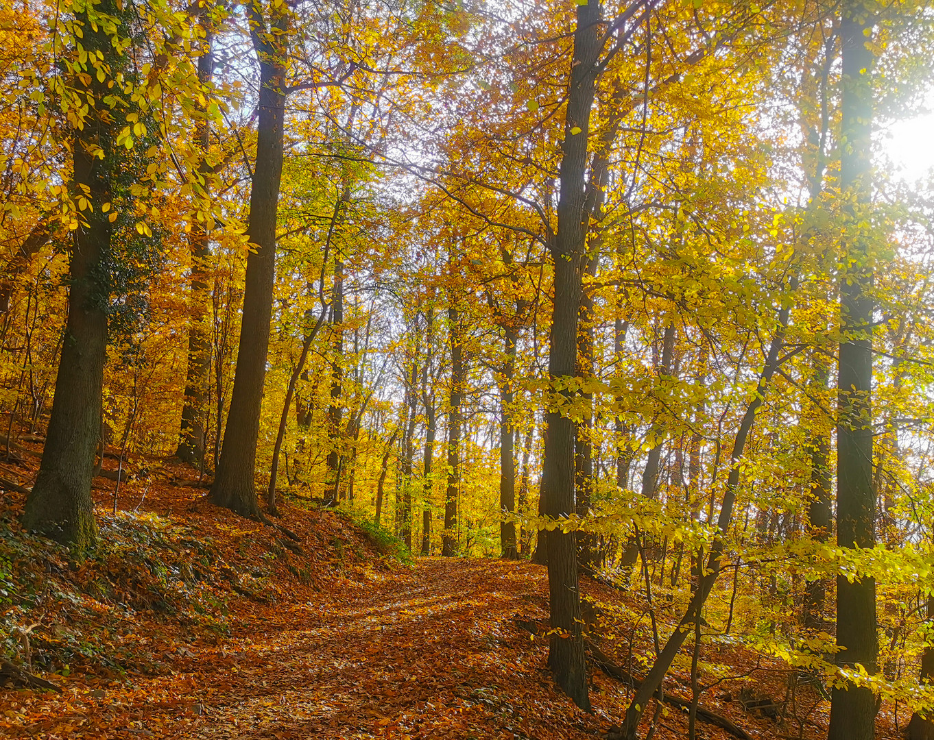 Herbstwald