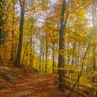 Herbstwald