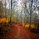 Herbstwald