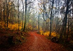 Herbstwald