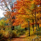 Herbstwald