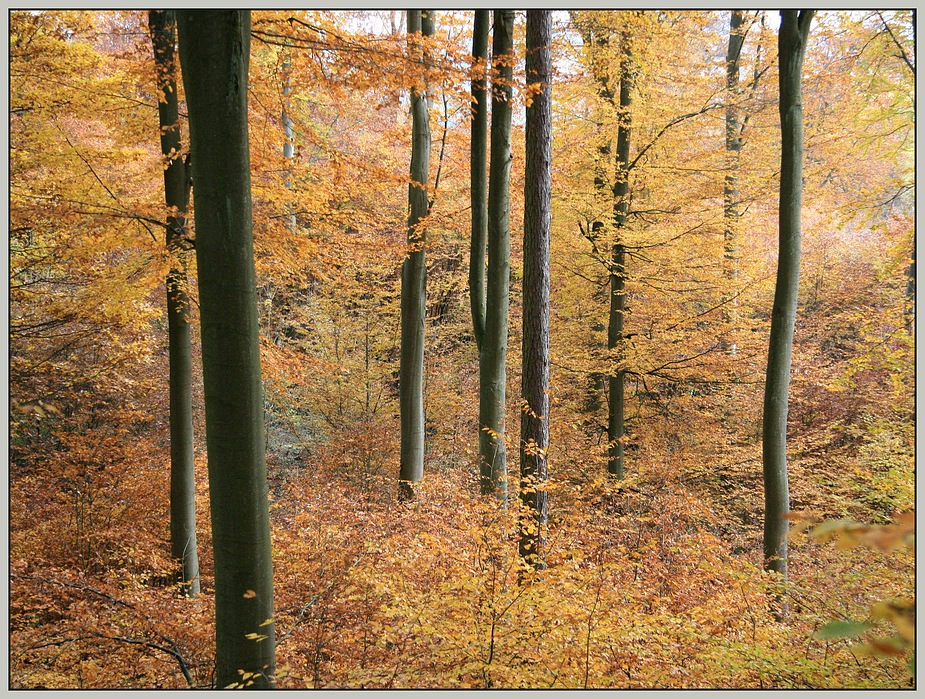 Herbstwald