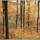 Herbstwald