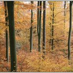 Herbstwald