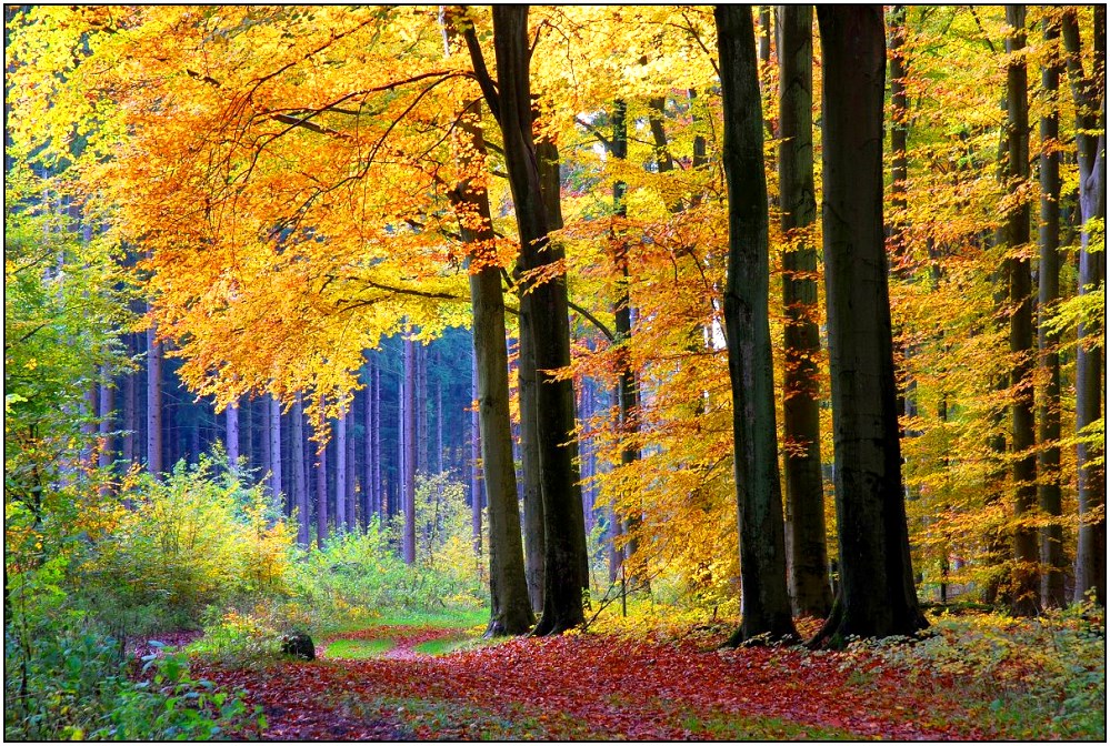 Herbstwald