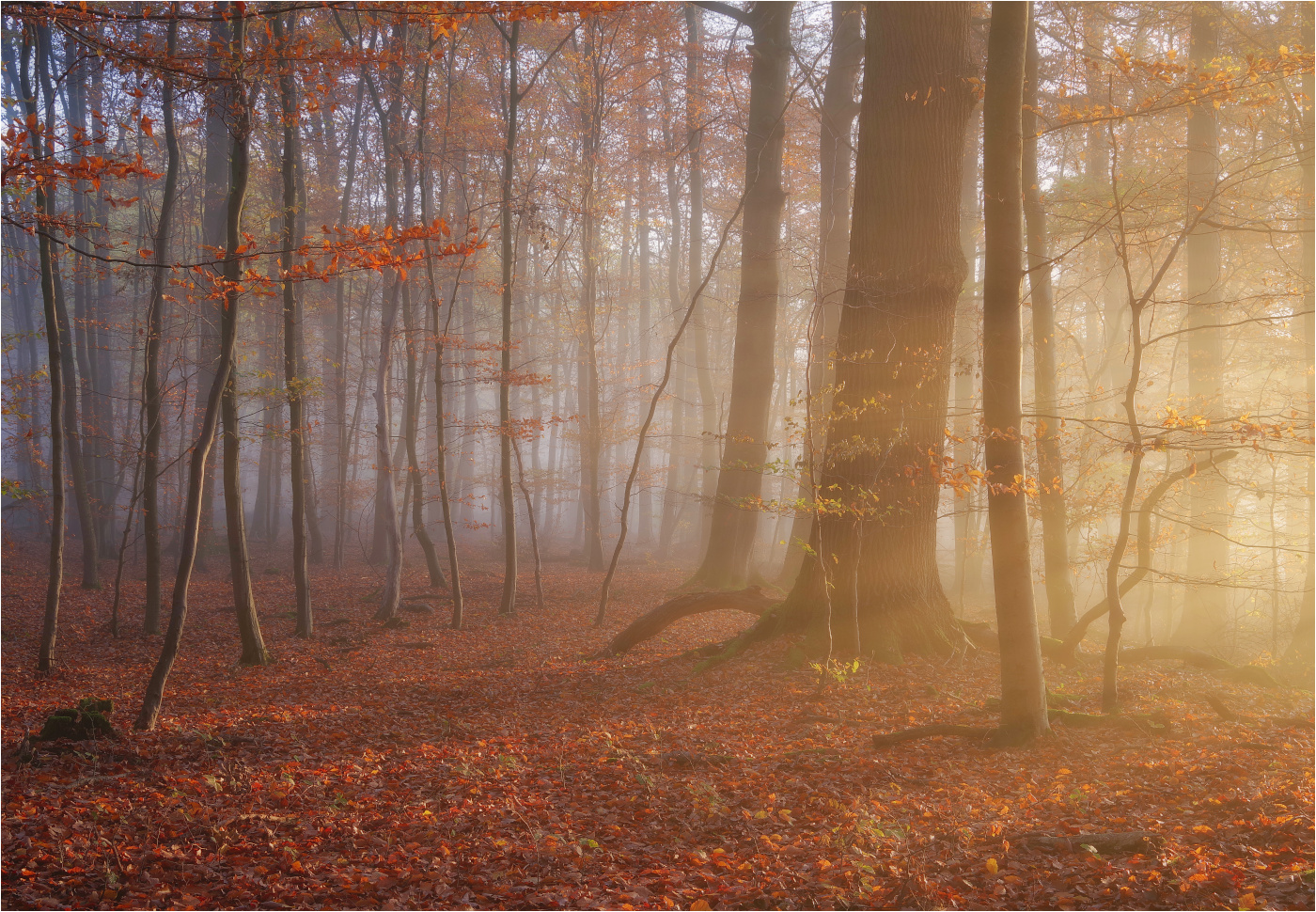 Herbstwald ...